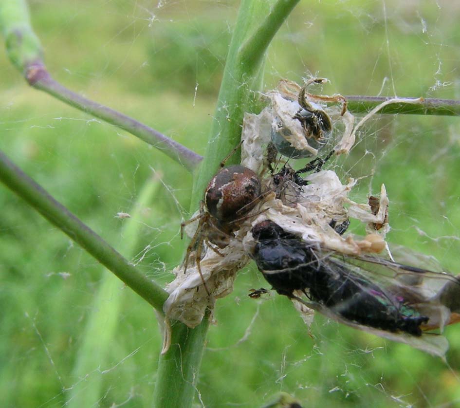 Kochiura aulica